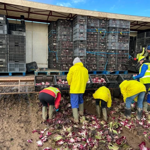 rabota-na-ferme-v-anglii-sezon-2023