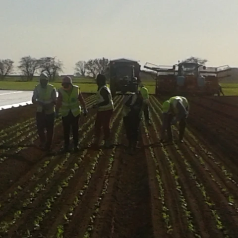 rabota-na-ferme-v-anglii-sezon-2023