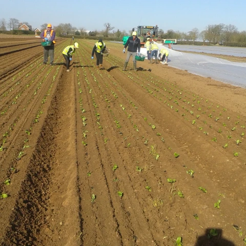 rabota-na-ferme-v-anglii-sezon-2023