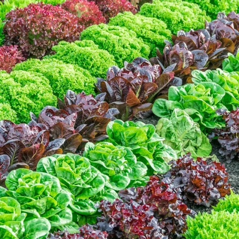 sbor-salatnyx-kultur-na-ferme-v-anglii