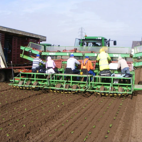 rabota-na-ferme-v-anglii-sezon-2023