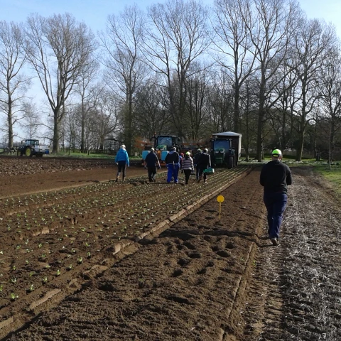 rabota-na-ferme-v-anglii-sezon-2023
