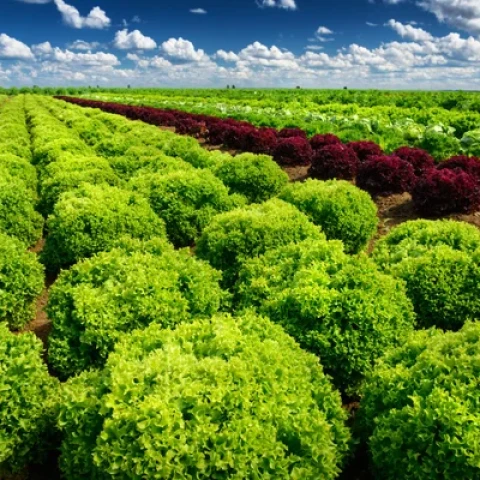 depositphotos_103700438-stock-photo-growing-salad-lettuce-on-field