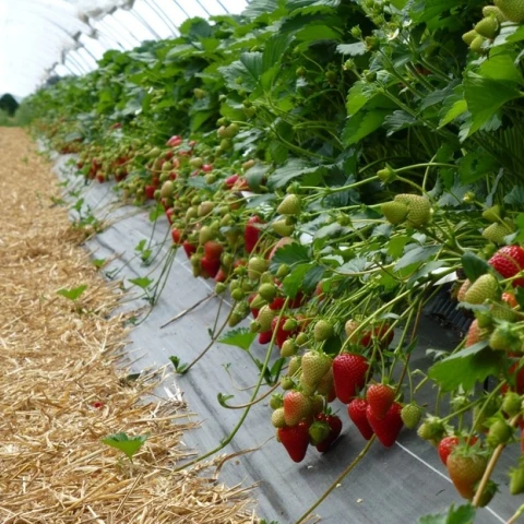 priglaseniia-dlia-raboty-v-anglii-na-klubnicnoi-ferme-kent