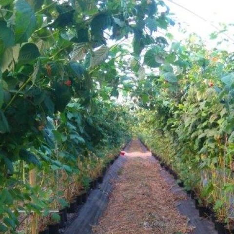 priglaseniia-dlia-raboty-v-anglii-na-klubnicnoi-ferme-kent