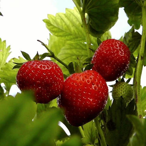 strawberries-356911_1920