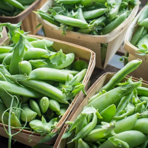 pea-01
