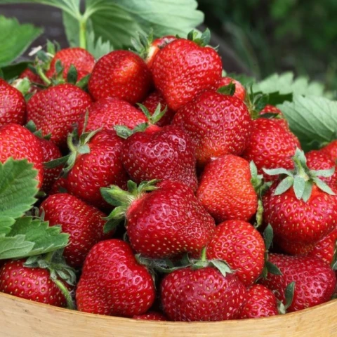 strawberry
