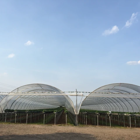 rabota-v-anglii-na-klubnicnoi-ferme