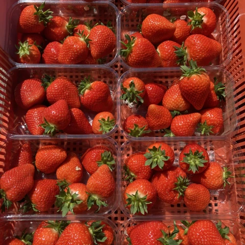 rabota-v-anglii-na-klubnicnoi-ferme