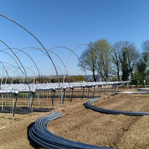 rabota-v-anglii-na-klubnicnoi-ferme
