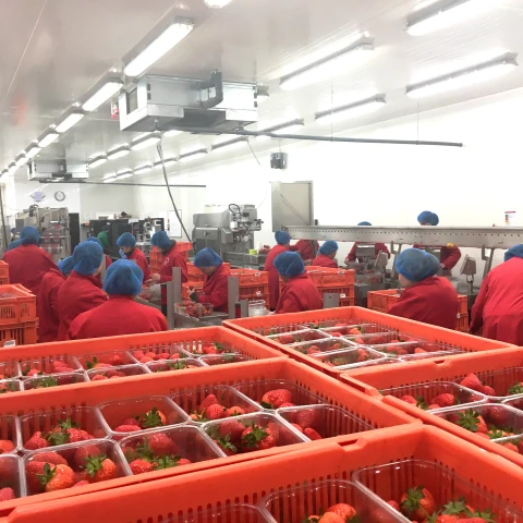 rabota-v-anglii-na-klubnicnoi-ferme