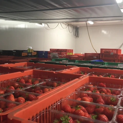 rabota-v-anglii-na-klubnicnoi-ferme