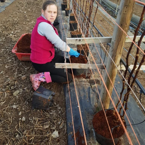 rabota-v-anglii-na-klubnicnoi-ferme