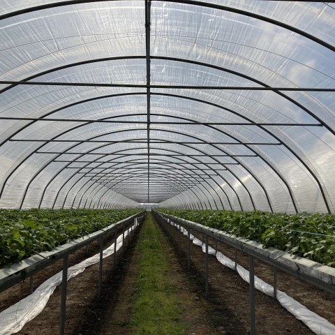 rabota-v-anglii-na-klubnicnoi-ferme