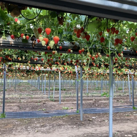 rabota-v-anglii-na-klubnicnoi-ferme
