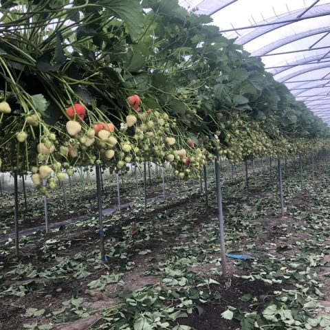 rabota-v-anglii-na-klubnicnoi-ferme