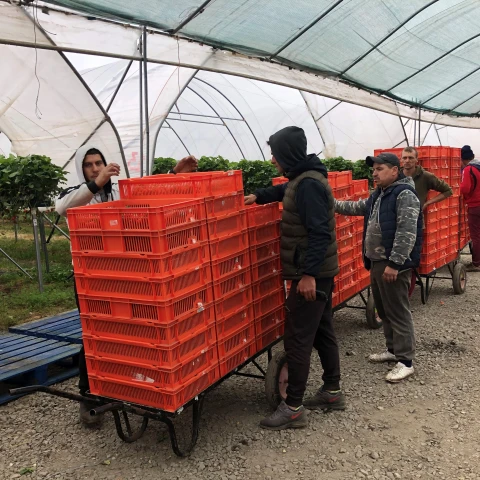 rabota-v-anglii-na-klubnicnoi-ferme