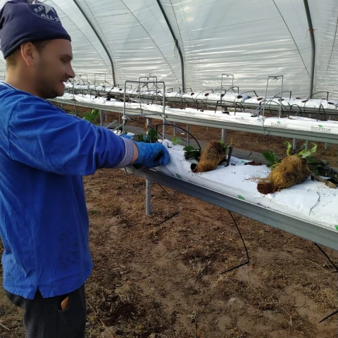 rabota-v-anglii-na-klubnicnoi-ferme