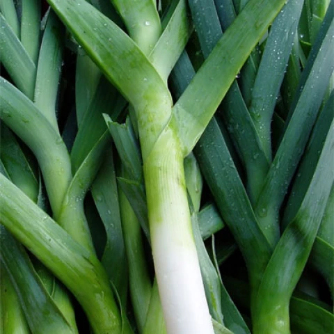 rabota-na-salatnoi-ferme-v-anglii-sbor-luka-po-priglaseniiu