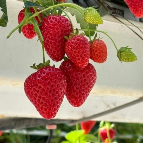 sbor-iagod-i-fruktov-v-angliiu-po-priglaseniiu