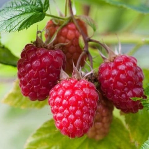 sbor-iagod-i-fruktov-v-angliiu-po-priglaseniiu