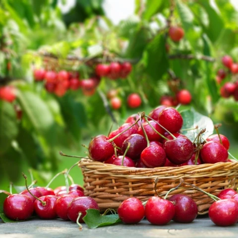sbor-iagod-i-fruktov-v-angliiu-po-priglaseniiu