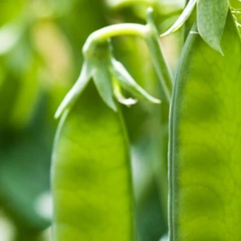 field-peas