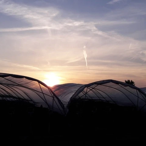 priglaseniia-dlia-raboty-v-anglii-na-klubnicnoi-ferme-kent