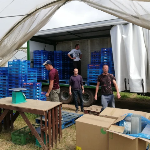 rabota-na-klubnicnoi-ferme-v-sotlandii