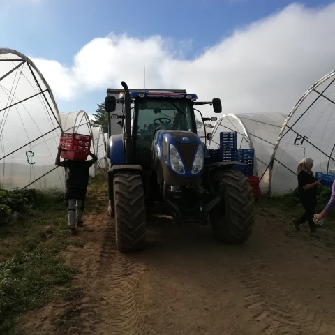 rabota-na-klubnicnoi-ferme-v-sotlandii