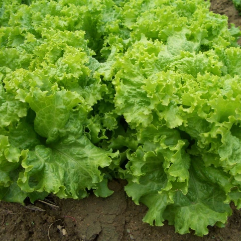 sbor-urozaia-na-ferme-v-anglii-priglasenie