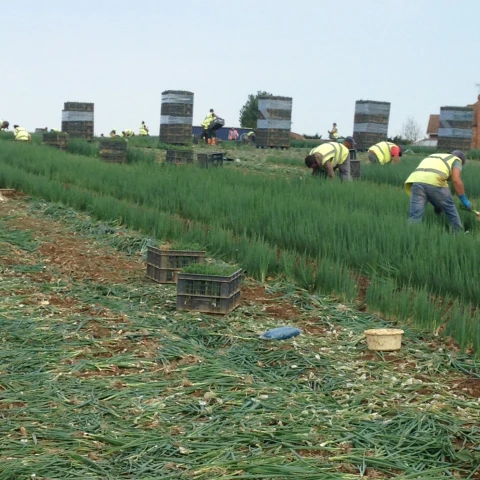 rabota-na-salatnoi-ferme-v-anglii-2023