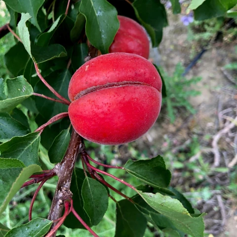 selskoxoziaistvennye-raboty-na-fruktovo-iagodnoi-ferme