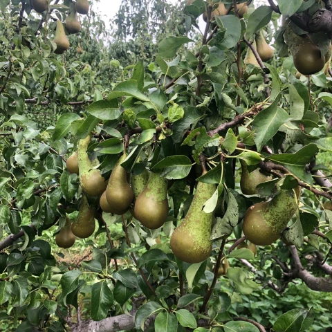 selskoxoziaistvennye-raboty-na-fruktovo-iagodnoi-ferme