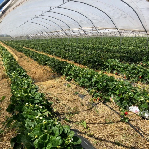selskoxoziaistvennye-raboty-na-fruktovo-iagodnoi-ferme