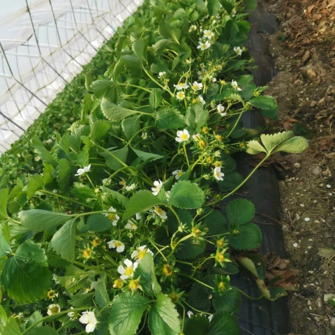 sbor-maliny-i-klubniki-a-takze-drugie-vidy-rabot-na-ferme-v-velikobritanii
