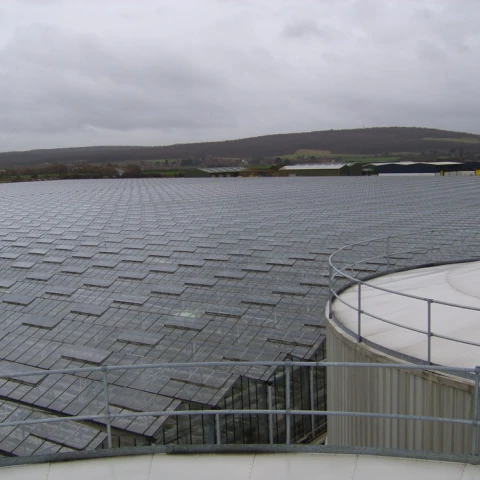 sbor-iagod-v-velikobritanii