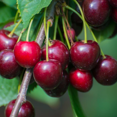 Our Juicy Cherries