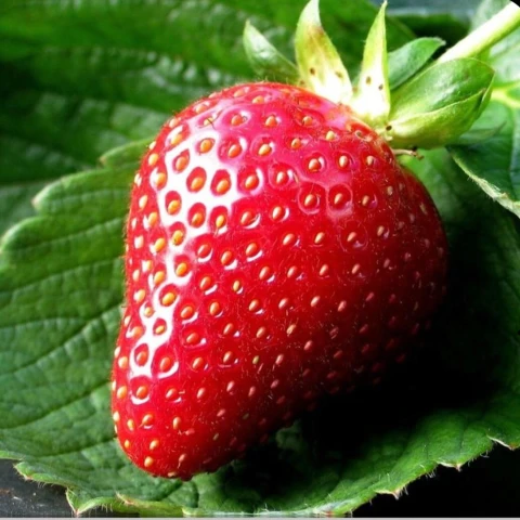 iagodnaia-ferma-sezonnaia-rabota-v-anglii-priglasenie