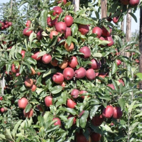 sbor-iagod-i-fruktov-v-angliiu-po-priglaseniiu