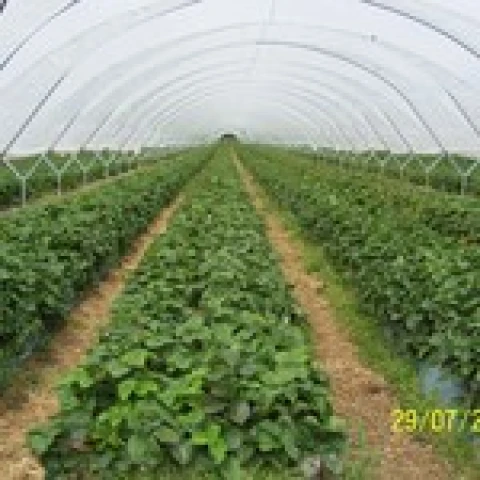 sotlandiia-sbor-klubniki-na-ferme