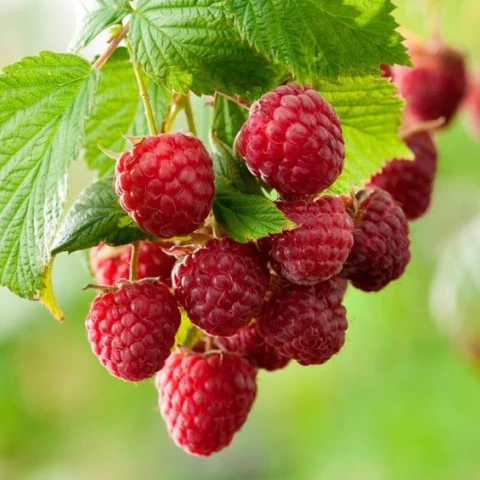 sbor-klubniki-maliny-v-anglii-i-drugie-vidy-rabot-na-ferme