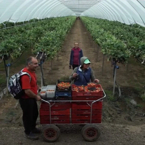 sbor-iagod-v-velikobritanii