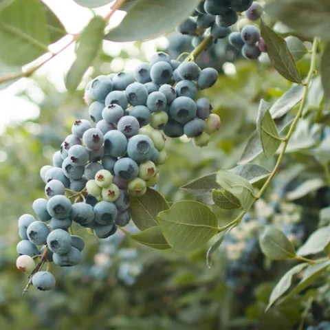 iaodnaia-ferma-v-anglii-miagkie-frukty-priglasenie