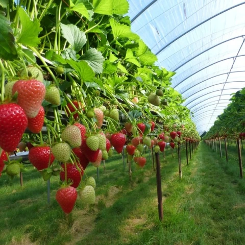 priglaseniia-dlia-raboty-v-anglii-na-klubnicnoi-ferme-kent