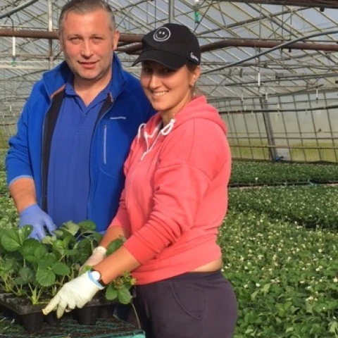 priglaseniia-dlia-raboty-v-anglii-na-klubnicnoi-ferme-kent
