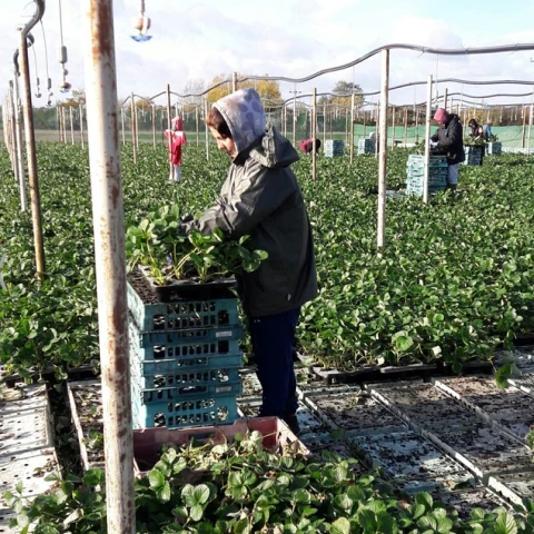 priglaseniia-dlia-raboty-v-anglii-na-klubnicnoi-ferme-kent
