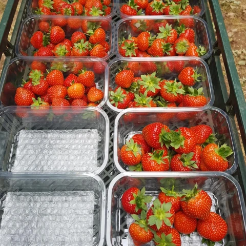 rabota-za-granicei-na-klubnicnoi-ferme-v-sotlandii