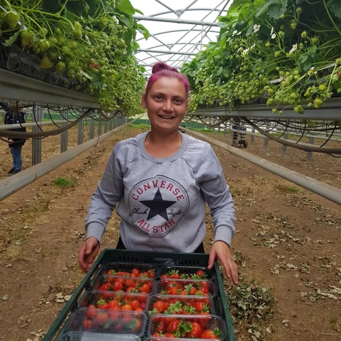 rabota-za-granicei-na-klubnicnoi-ferme-v-sotlandii